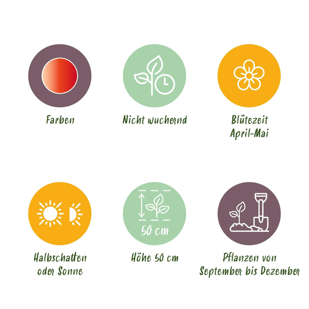 GreenboutiQ - Blumenzwiebeln - Tulp Gudoshnik Double - Doppelblütig - 12 Stück - Zwiebelgröße 11/12 - XXL Pack 