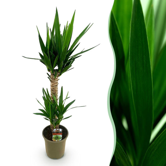 Yucca Elephantipes – 120cm – 19cm – Pflegeleichte Zimmerpflanze mit schmalen Blättern – Robuste Palmlilie für helle & halbschattige Innenräume – Tropische Grünpflanze 