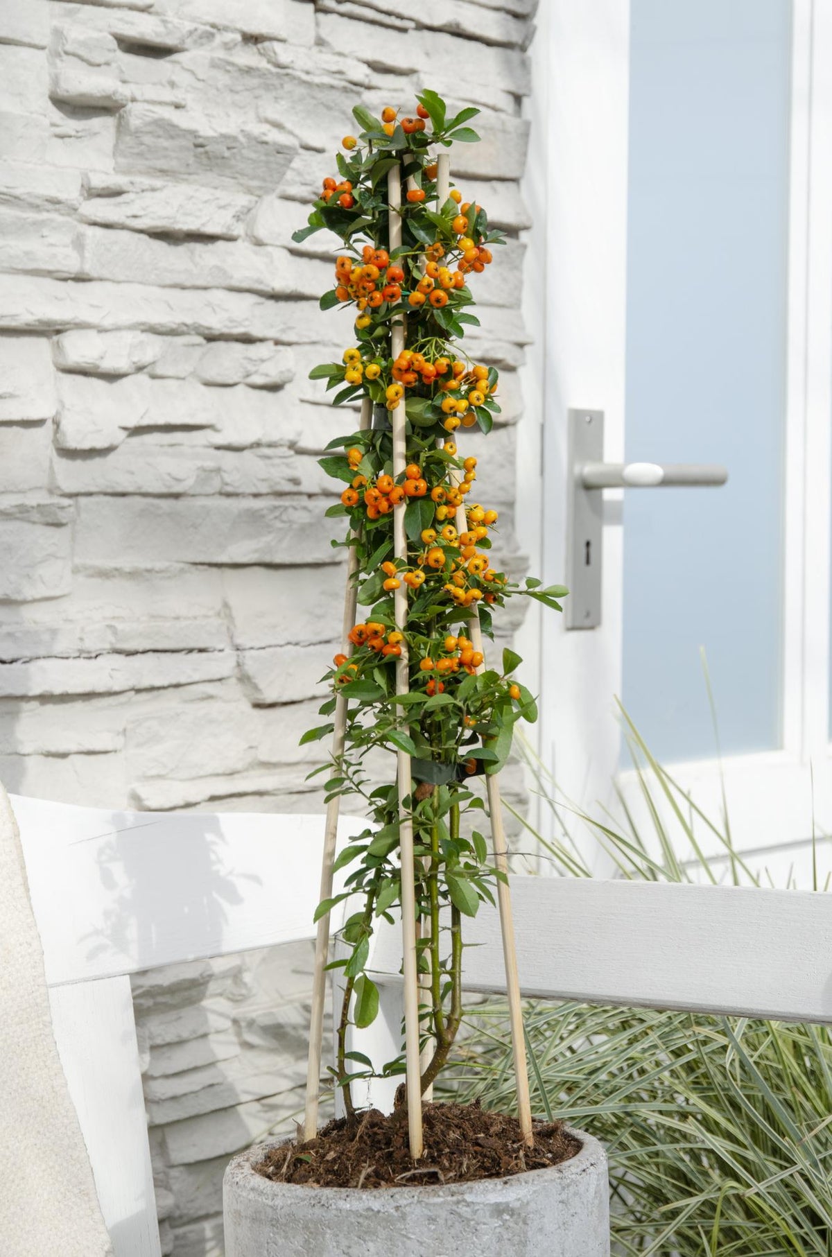 Feuerdorn – Pyracantha 'Orange Glow' – Ø15cm – ↕65cm – Immergrüner Strauch mit oranger Beerenpracht – Ideal als Sichtschutz & Vogelschutzhecke – Für Garten & Terrasse 