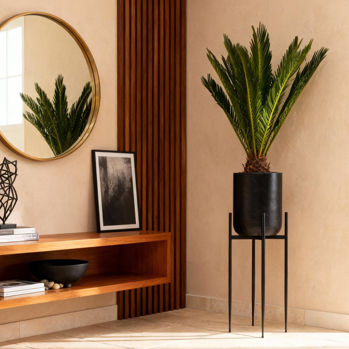 Cycas revoluta Sagopalmfarn – 45cm – 14cm – Pflegeleichte Zimmerpflanze mit fiederartigen Blättern – Exotischer Blickfang für Wohn- & Arbeitsräume 