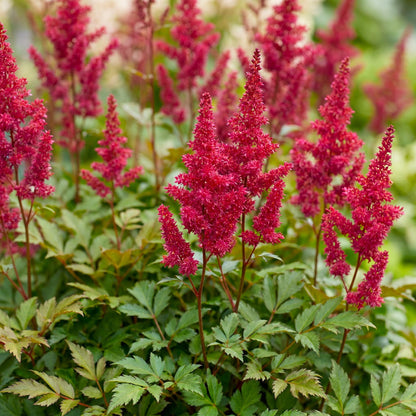 Prachtspiere 'Fanal' – Astilbe arendsii 'Fanal' – Topf Ø11cm – Bienenfreundliche Staude für Garten & Balkon – Ansicht 5
