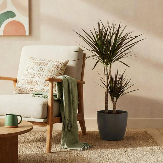 Green boutiQ - Zimmerpflanzen - Dracaena Magenta - Drachenblutbaum - Wenig Pflege - mit Potter Grau - Rot - 1 Pflanze - mit Potter Grau - Topf 21cm - Höhe 90-100cm 