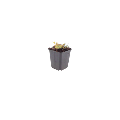 Geranium sanguineum Max Frei Ø9cm Höhe 10-25cm – Karminrote Blütenstaude für sonnige Beete & Steingarten – Ansicht 16