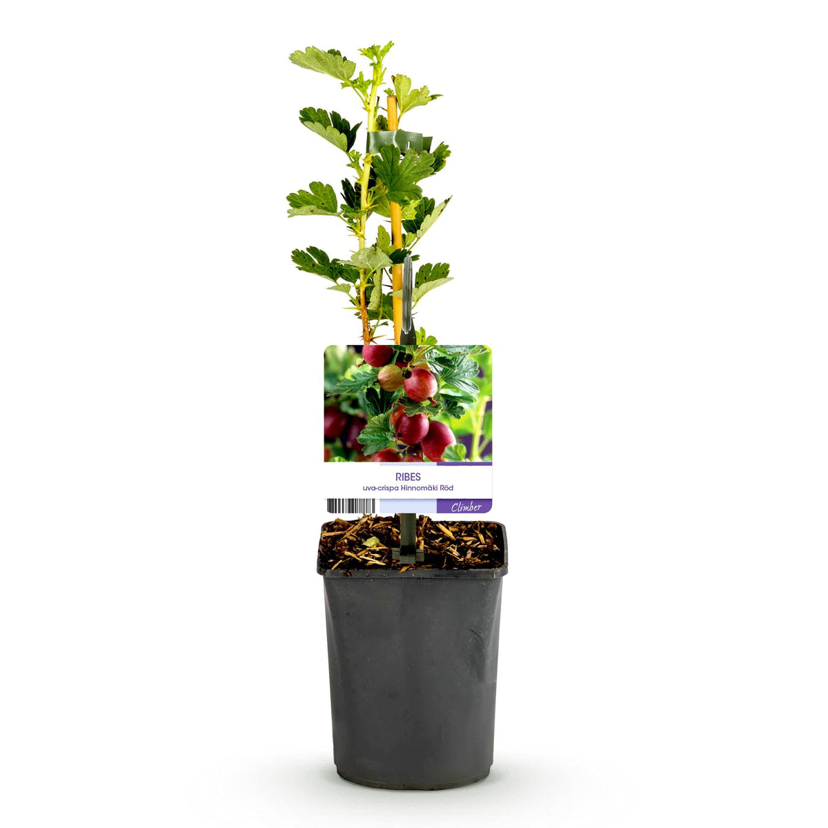 Stachelbeere - Ribes uva-crispa Hinnomäki Rot - Obstpflanze - Rote Beere - 2 Pflanzen - Topf 11cm Höhe 40cm 