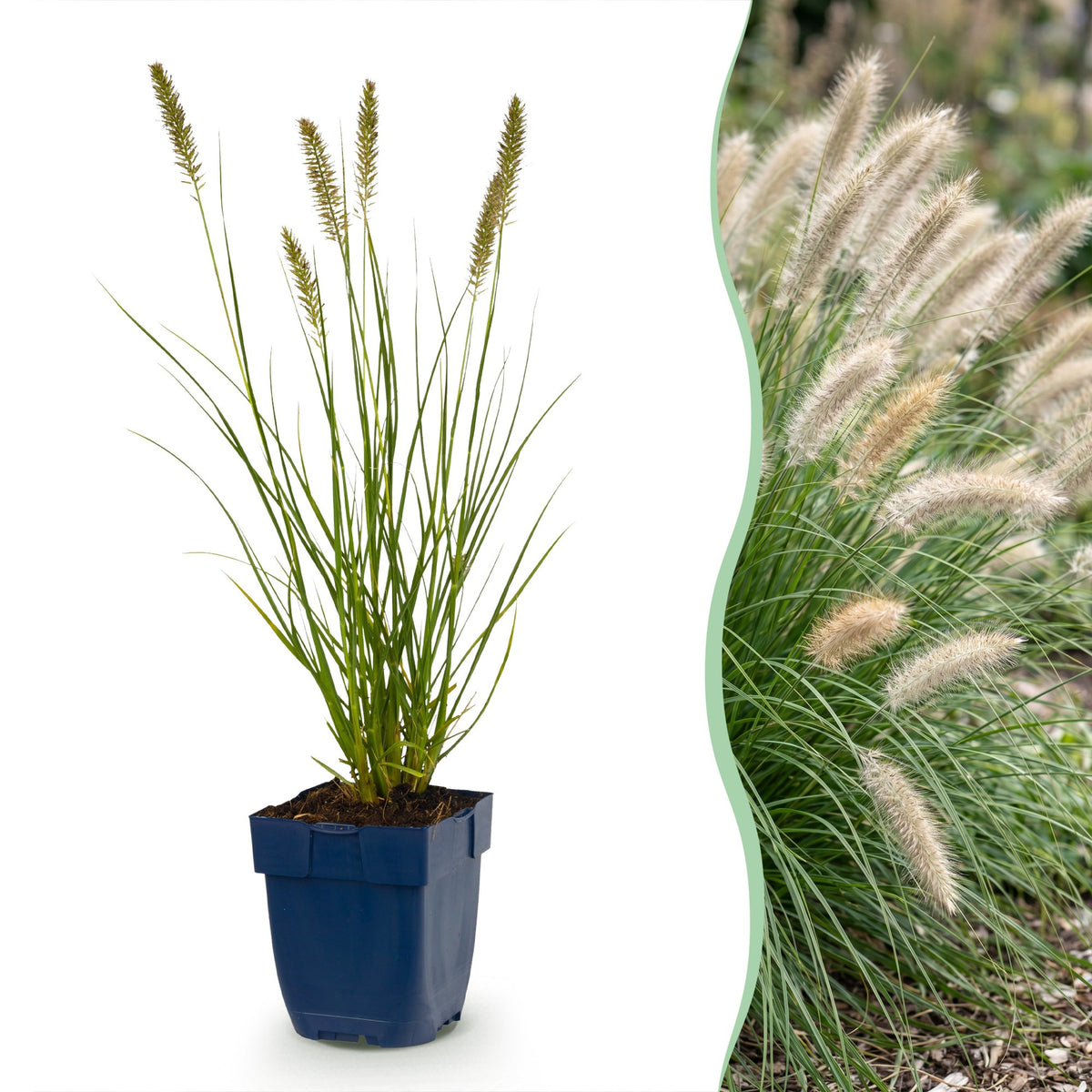 Lampenputzergras 'Hameln' – Pennisetum alopecuroides 'Hameln' – Topf Ø11cm