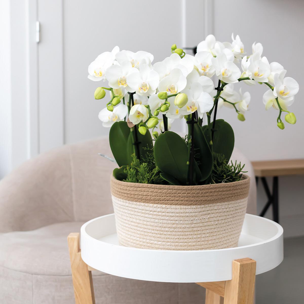 Kolibri Orchids | orangefarbenes Pflanzenset im Baumwollkorb inkl. Wassertank | drei orangefarbene Orchideen Bozen 9cm und drei Grünpflanzen | Dschungelstrauß orange mit autarkem Wassertank 