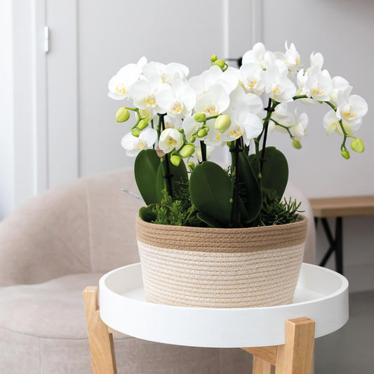 Kolibri Orchids | orangefarbenes Pflanzenset im Baumwollkorb inkl. Wassertank | drei orangefarbene Orchideen Bozen 9cm und drei Grünpflanzen | Dschungelstrauß orange mit autarkem Wassertank 