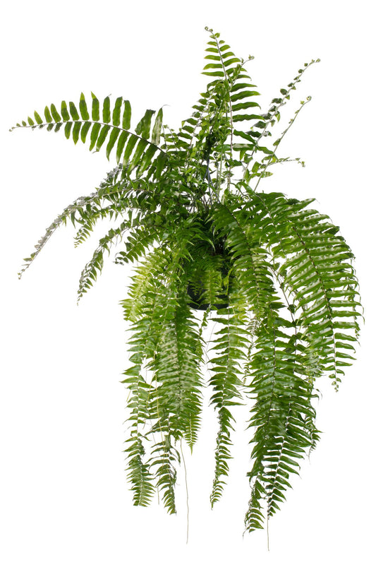 Schwertfarn – Nephrolepis 'Macho' – XXL Zimmerpflanze – 100 cm hoch – Ø20 cm – Luftreinigend & Pflegeleicht – Für Wohnzimmer & Büro 