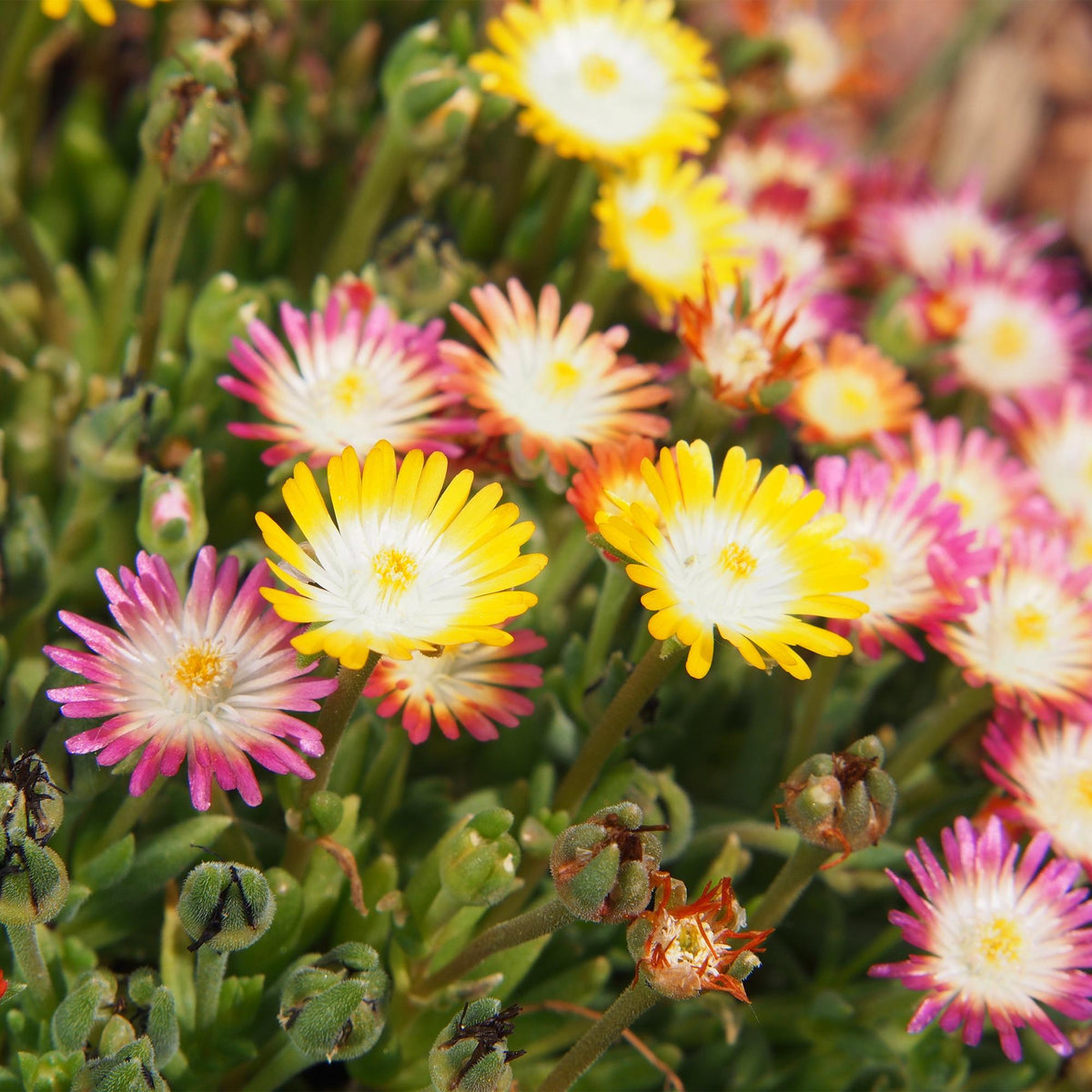 GreenboutiQ - Bodendecker - Winterhart - Delosperma Jewel of Dessert - 4 Pflanzen - Farben Rot - Orange - Lila - Rosa - Wenig Pflege - Topf 14cm Höhe 17cm 