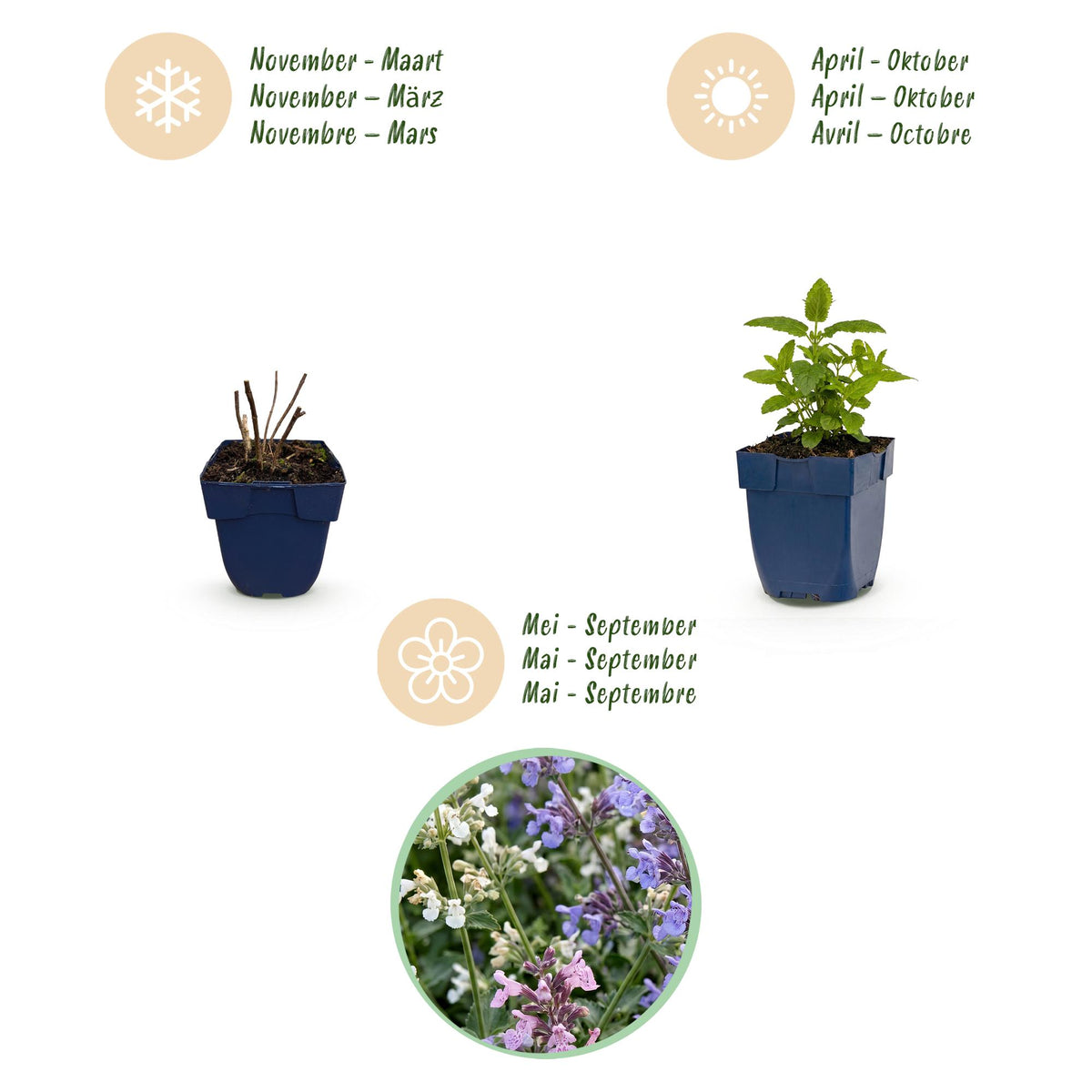 Katzenminze-Mix (dreifarbig) – Nepeta faassenii 'Snowflake' – Topf Ø11cm – Ansicht 4