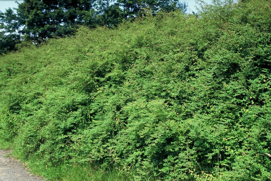 Niedrige Purpurbeere Symphoricarpos × chenaultii 'Hancock' – 24 Pflanzen – ↕10-25 cm – Ø9 cm – Winterharter Strauch – Weiße Blüten & Beeren – Pflegeleicht & Wetterbeständig 