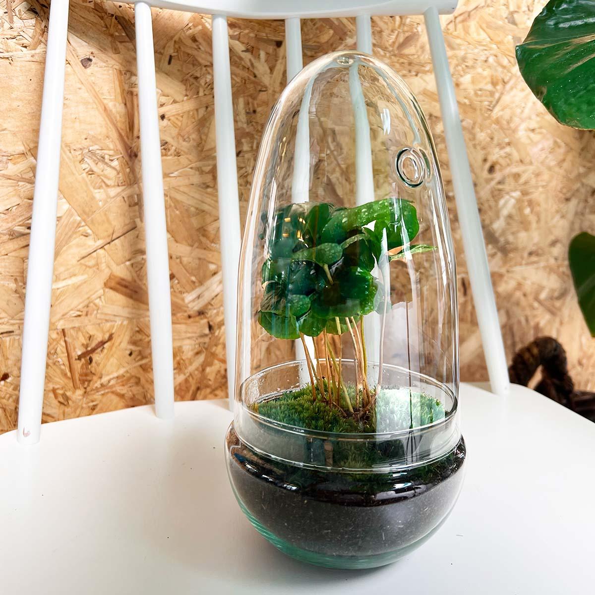 Flaschengarten Egg Coffea Arabica – DIY Pflanzen-Terrarium – Höhe 25 cm – Selbstversorgendes Mini-Ökosystem – Inkl. Moos, Erde & Pflanze – Einfacher Aufbau in 5 Schritten – Für Zuhause & Büro 