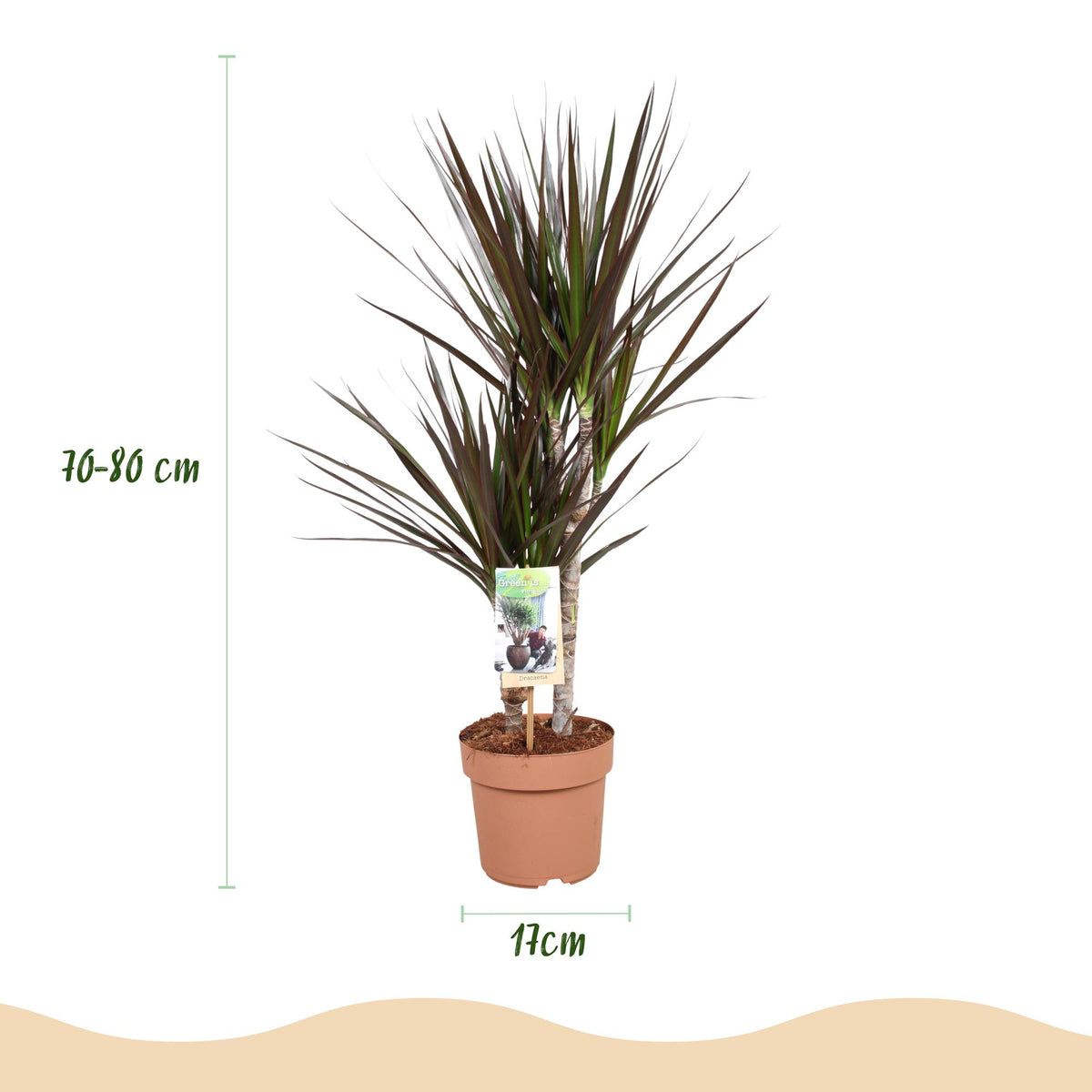 Green boutiQ - Zimmerpflanzen - Dracaena Magenta - Drachenblutbaum - Wenig Pflege - Rot - 1 Pflanze - Topf 17cm - Höhe 70-80cm 
