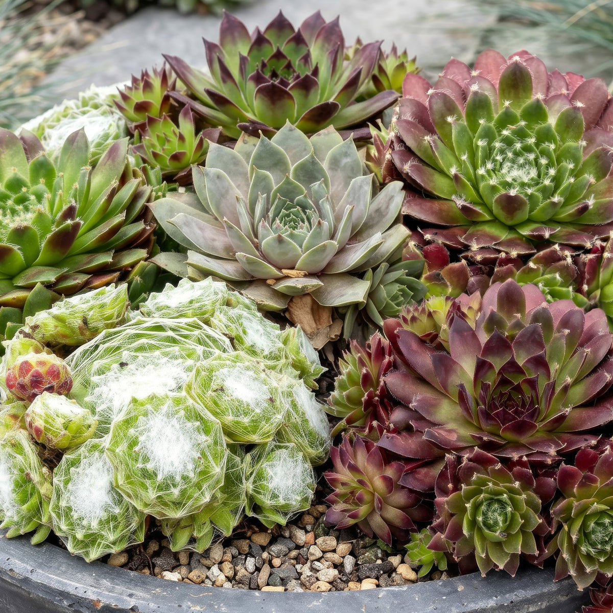 Hauswurz 'Big Sam' – Sempervivum 'Big Sam' – 6 Pflanzen – Topf Ø7cm – Höhe 10-12cm – Ansicht 5