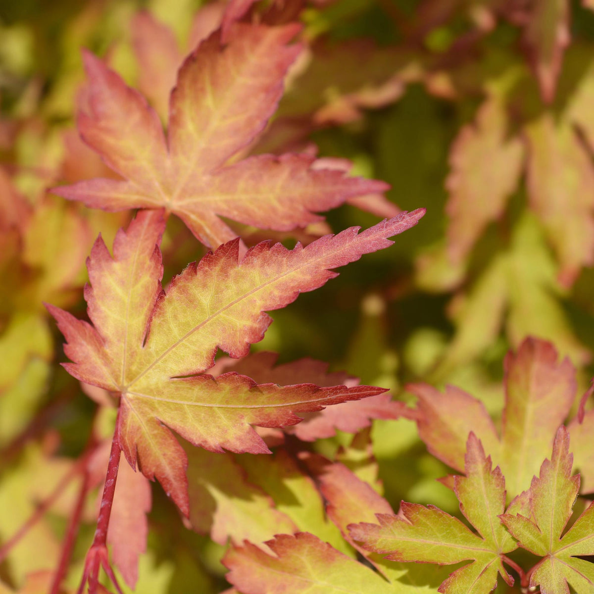 Green boutiQ - Gartenpflanze - Acer palmatum Sangokaku - Japanischer Ahorn - Laubabwerfend - Grün - 1 - Topf 26cm - Höhe 90cm 