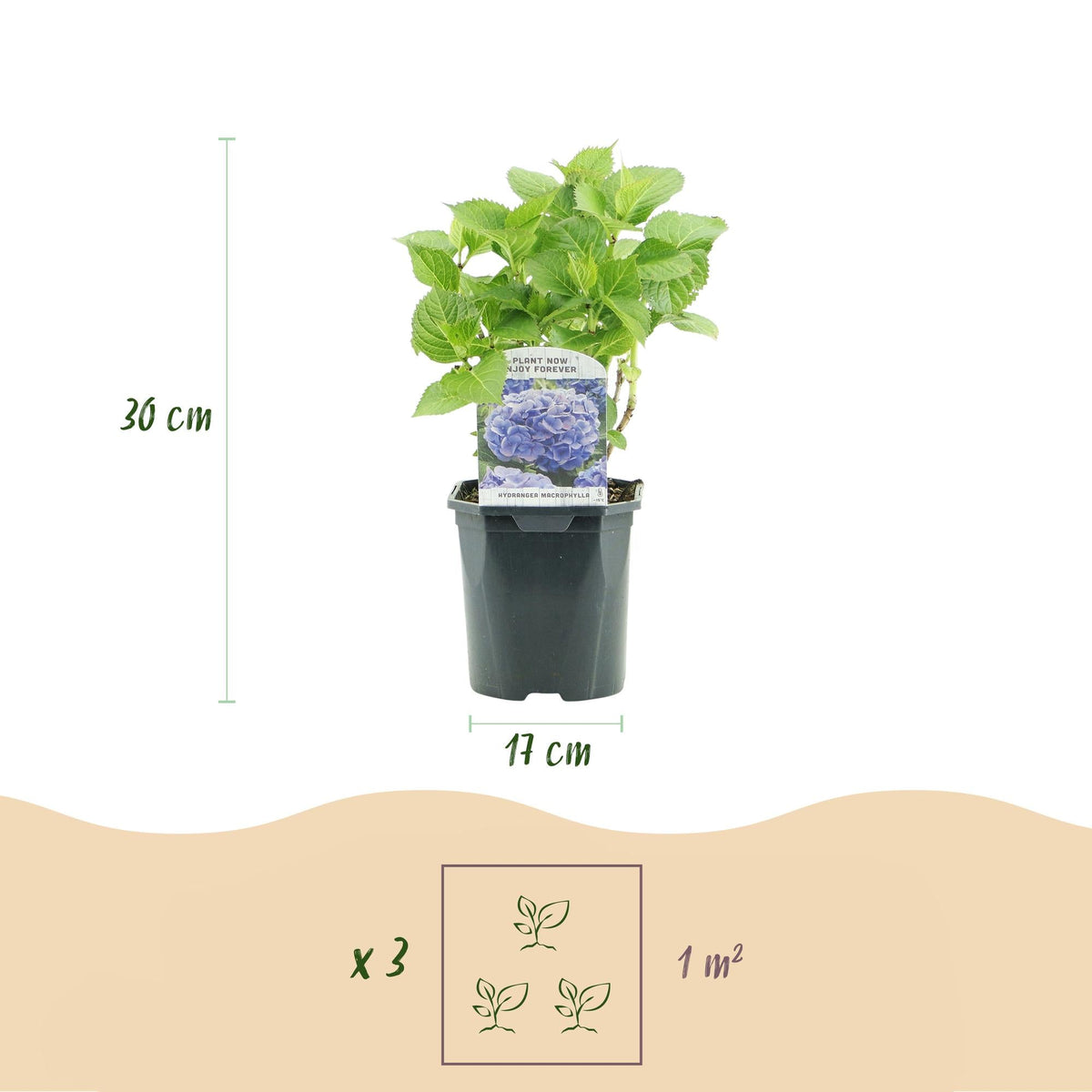 Hortensie Hydrangea macrophylla Tricolour – 3 Pflanzen in Rosa, Blau & Weiß – Ø17cm – ↕30cm – Blüte Juni–September – Laubabwerfend – Pflegeleicht & winterhart 