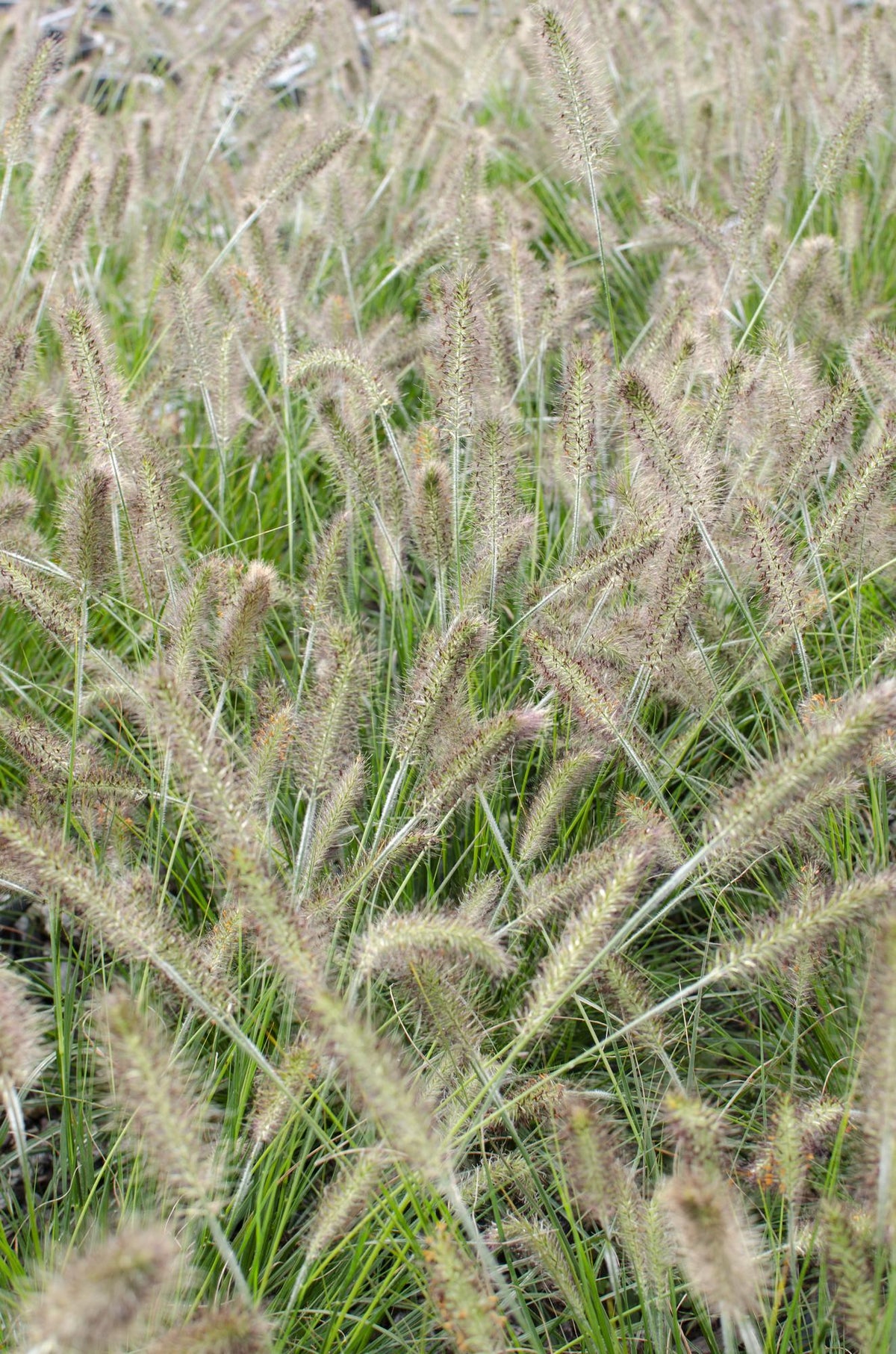 Lampenputzergras - Pennisetum alopecuroides 'Hameln' - Ø14 - ↨30cm 