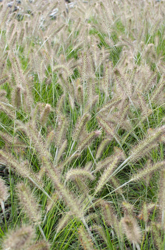 Lampenputzergras - Pennisetum alopecuroides 'Hameln' - Ø14 - ↨30cm 