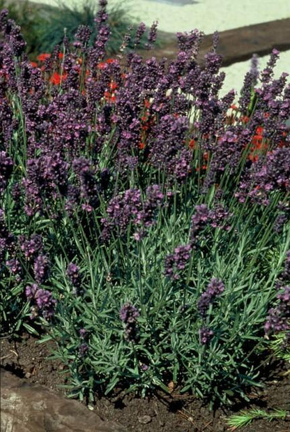 Lavendel Lavandula angustifolia 'Munstead' – ↕10-25cm – Ø9cm – 6 Pflanzen – Kompakter Duft-Lavendel, Tiefviolette Blüten, Bienenfreundlich, Winterhart, Pflegeleicht 