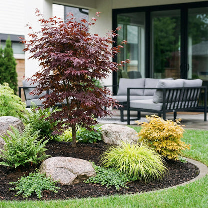 Green boutiQ - Gartenpflanze - Acer palmatum Bloodgood - Japanischer Ahorn - Laubabwerfend - Rot - 1 - Topf 26cm - Höhe 90cm 