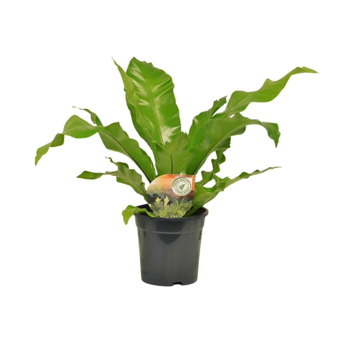Nestfarn - Asplenium Nidus - Zimmerpflanze - Ø17cm - ↕60cm 