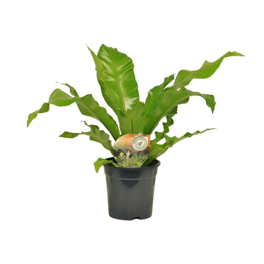 Nestfarn - Asplenium Nidus - Zimmerpflanze - Ø17cm - ↕60cm 