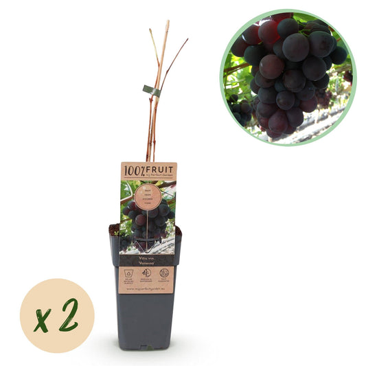 Weinrebe – Vitis vinifera Himrod – Kernlose Trauben – 2 Pflanzen – Obstpflanze – 15cm – Höhe 50cm 