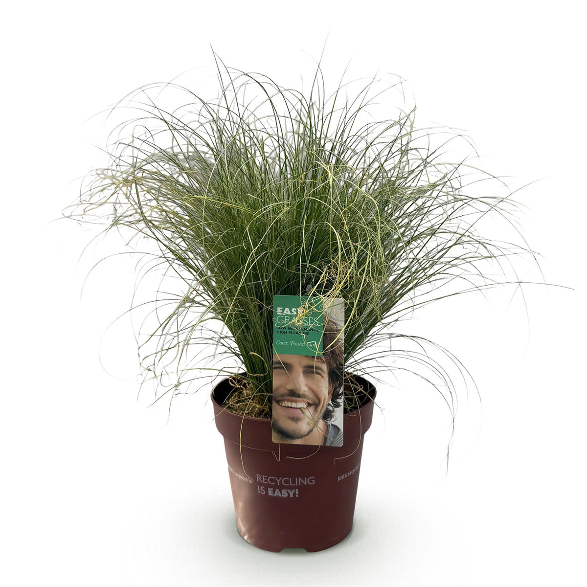 GreenboutiQ - Ziergräser - Carex comans Frosted Curls - Grün - 1 Pflanze - Immergrün - Winterhart - Topf 17cm Höhe 50cm 