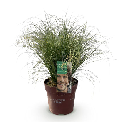 GreenboutiQ - Ziergräser - Carex comans Frosted Curls - Grün - 1 Pflanze - Immergrün - Winterhart - Topf 17cm Höhe 50cm 