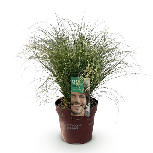 GreenboutiQ - Ziergräser - Carex comans Frosted Curls - Grün - 1 Pflanze - Immergrün - Winterhart - Topf 17cm Höhe 50cm 