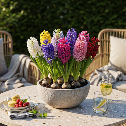 GreenboutiQ - Blumenzwiebeln - Hyazinthenmix - Verschiedene Farben - 10 Stück - Zwiebelgröße 14/15 - XXL Pack 