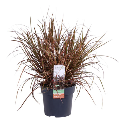 Mahagonigras - Uncinia rubra Everflame - Ø14cm - ↕30cm 