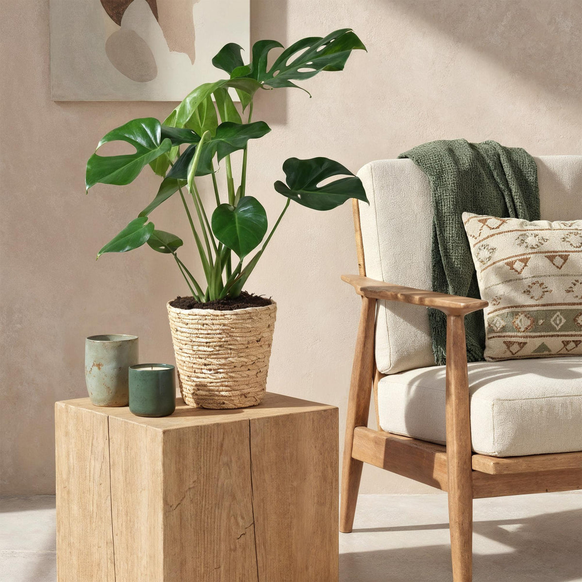 Green boutiQ - Zimmerpflanzen - Monstera Deliciosa - Fensterblatt - Pflegeleicht - mit Korb - Grün - 1 Pflanze - Topf 21cm - Höhe 70-80cm 