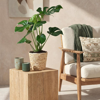 Green boutiQ - Zimmerpflanzen - Monstera Deliciosa - Fensterblatt - Pflegeleicht - mit Korb - Grün - 1 Pflanze - Topf 21cm - Höhe 70-80cm 