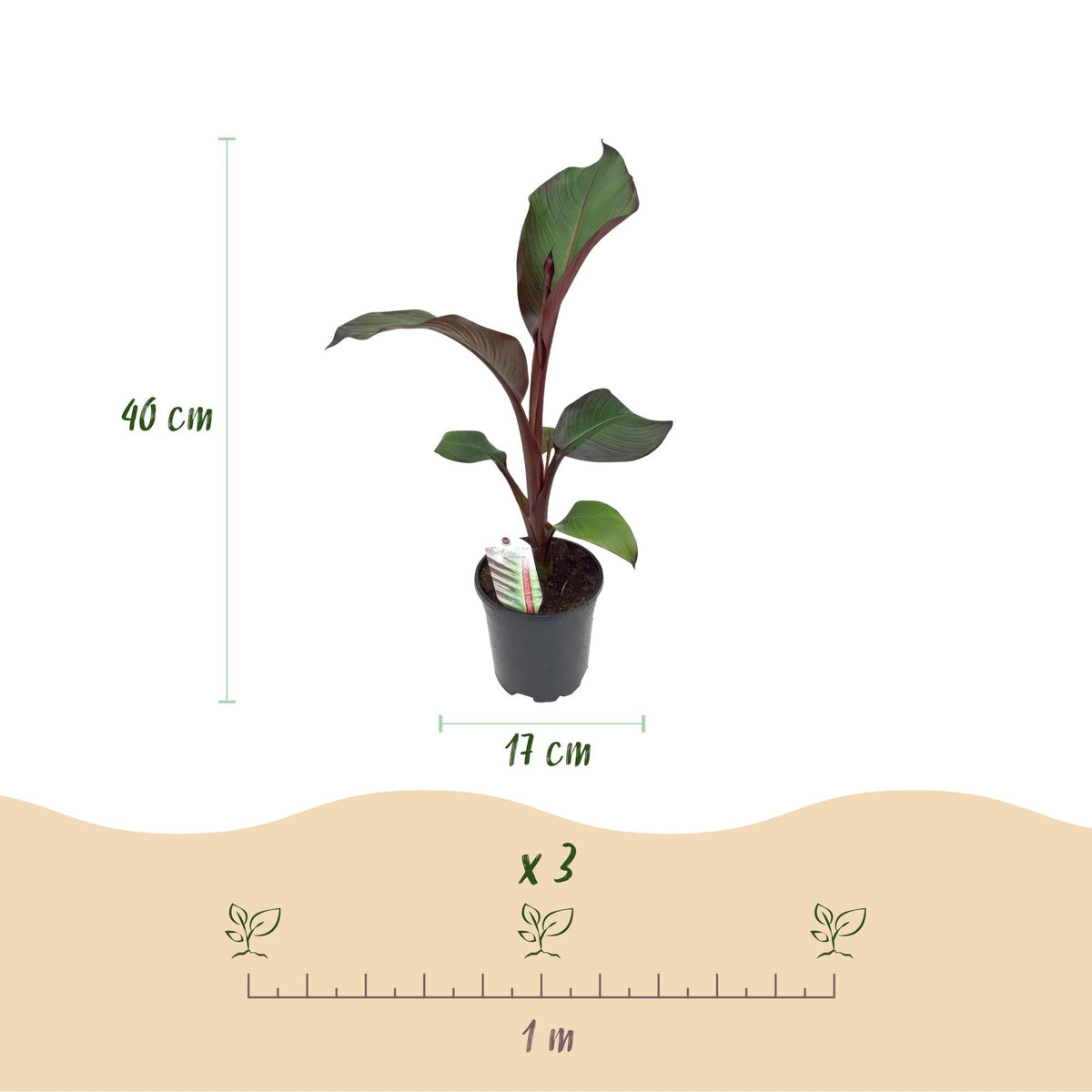 Bananenpflanze Ensete ventricosum Maurelli – Winterhart – Obstpflanze – Ø17cm, Höhe ca. 40cm – Ansicht 18