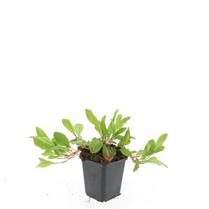 Schneckenknöterich Persicaria aff. 'Darjeeling Red' – ↕10-25cm – Ø9cm – Rotes Laub – Sonne & Halbschatten – Ansicht 14