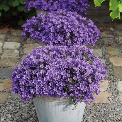 Campanula Addenda Ambella lila 6er Set – Glockenblume violett Topfgröße 12cm – winterhart, lang blühend – Ansicht 13
