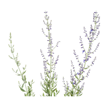 Perovskia atriplicifolia – Blauraute – Ø19cm – ↕50–60cm – Lavendelblaue Blüten – Aromatisches Ziergehölz für sonnige Beete & Steingärten 