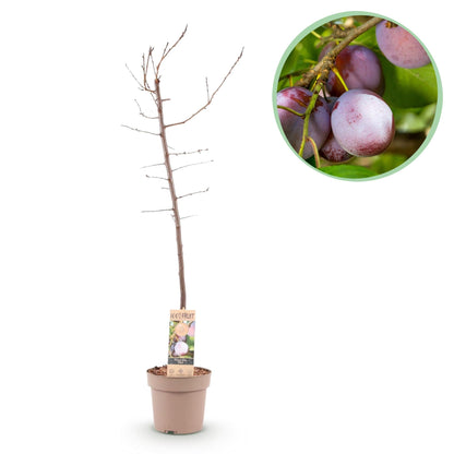 Pflaumenbaum – Prunus domestica 'Opal' – ca. 90 cm hoch – Topf Ø21 cm – gelb-rote Früchte – selbstfruchtend & ertragreich – Obstbaum für Garten & Terrasse 