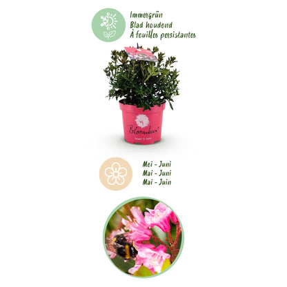 Green boutiQ - Zwergrhododendron - Rhododendron Bloombux Magenta - Blühender Buxus - Wenig Pflege - Rosa Blüte - 2 Pflanzen - Topf 17cm - Höhe 30-40cm 