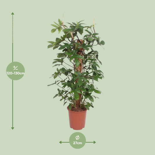 Baumfreund – Philodendron Pedatum – Zimmerpflanze – Ø27 cm – ↕130 cm – Pflegeleicht – Tropisches Flair – Luftreinigend 