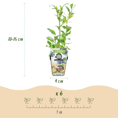 Blaubeere Vaccinium corymbosum Northland winterhart 3 Pflanzen Ø9cm Höhe30cm – Aromatische Blaubeere für Garten Balkon & Terrasse 