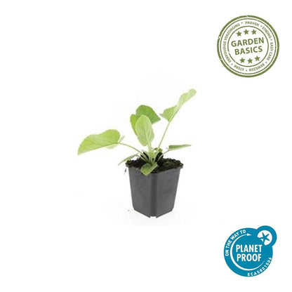 Russel Brandkraut Phlomis russeliana – ↕10-25cm – Ø9cm – Winterhart & Bienenfreundlich – Ansicht 19