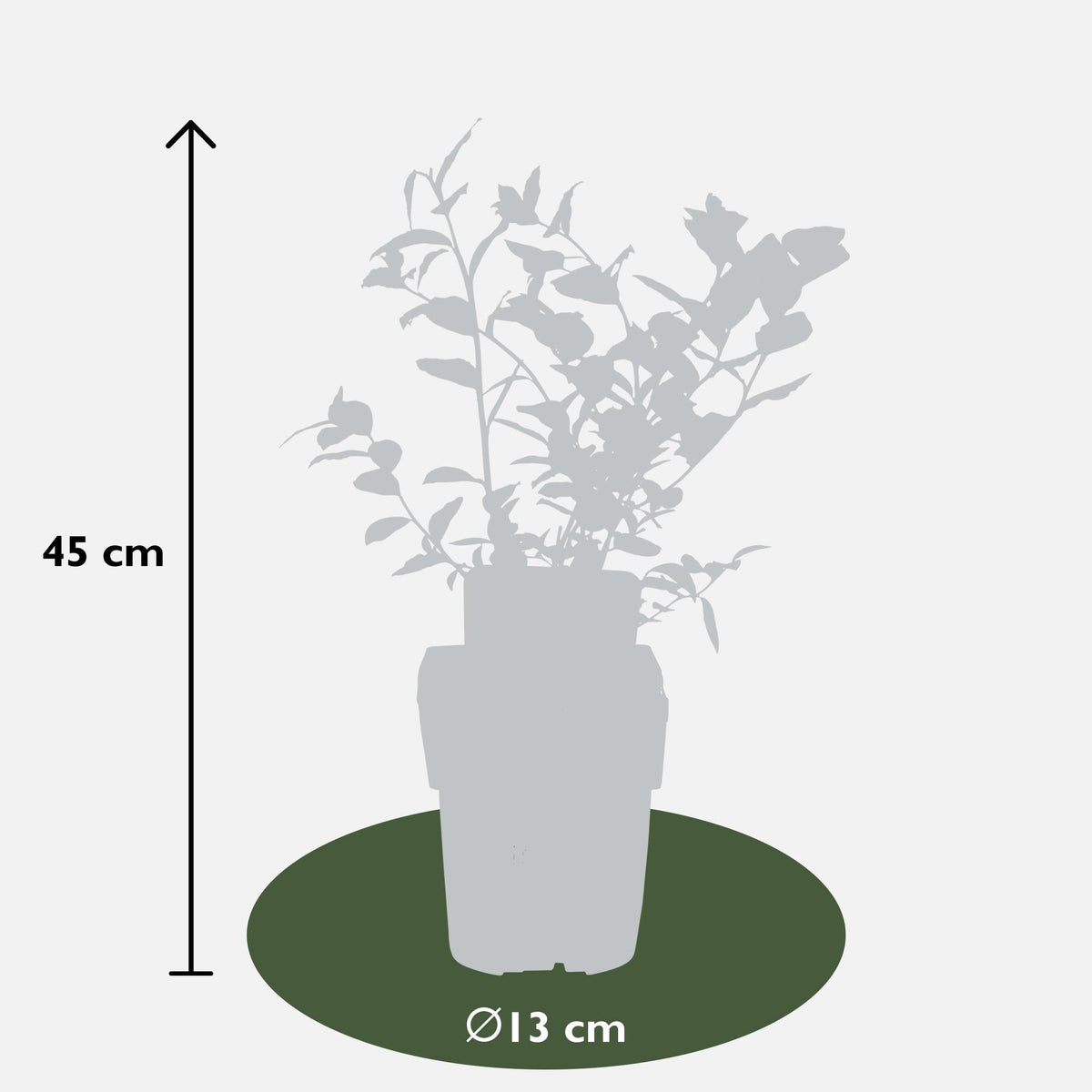 Vaccinium corymbosum 'Reka' – Blaubeere – Ø13cm – ↕45cm – Bio-Anbau – Ertragreiche Heidelbeere 