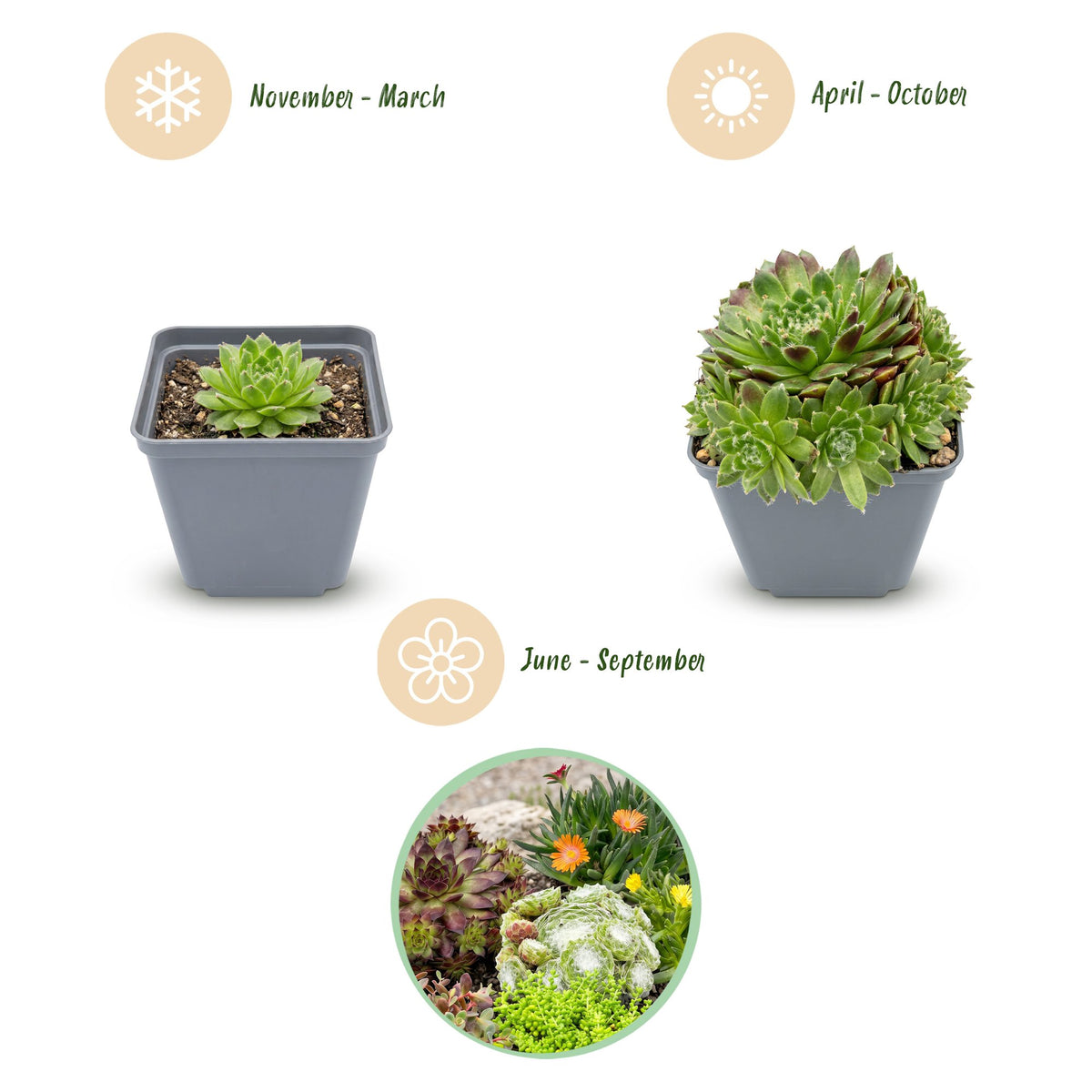 Alpen-Mix – Sortenmix für den Steingarten – 6 Pflanzen – Topf Ø7cm – Höhe 10-12cm – Ansicht 3