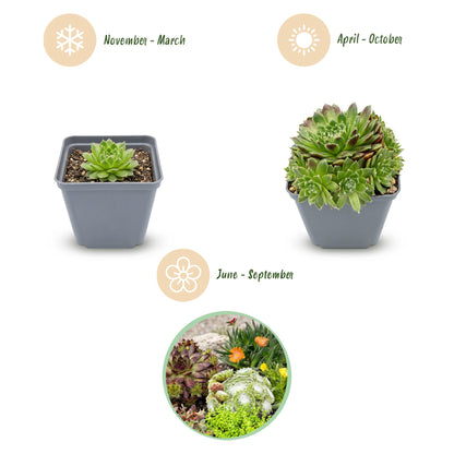Alpen-Mix – Sortenmix für den Steingarten – 6 Pflanzen – Topf Ø7cm – Höhe 10-12cm – Ansicht 3