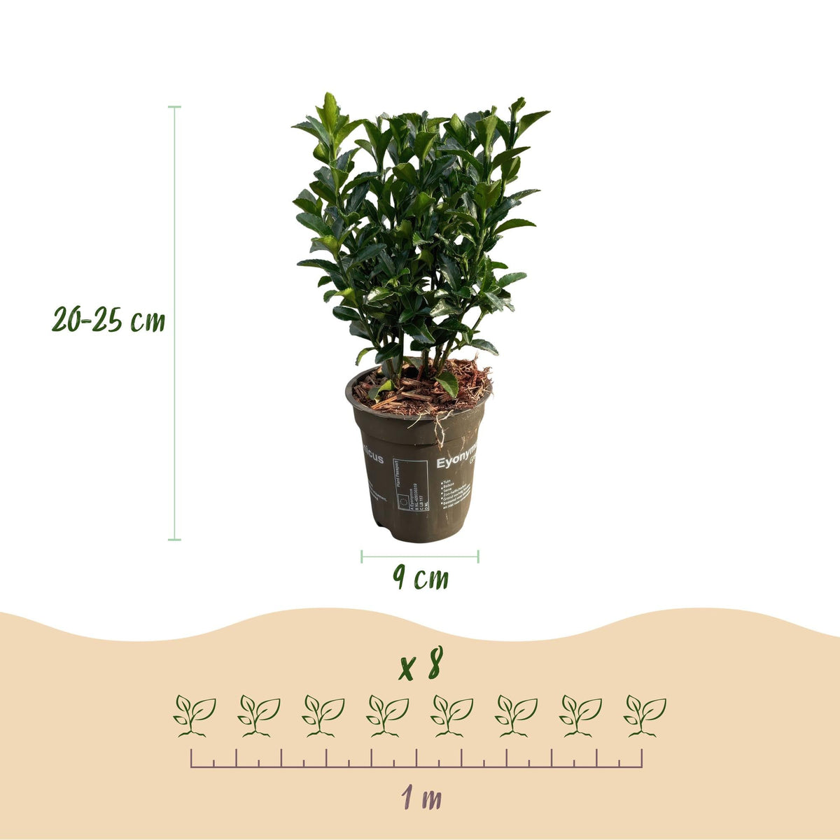 Immergrüner Japanischer Spindelstrauch – Euonymus japonicus 'Green Spire' – 8 Pflanzen für 1 Meter Hecke – Heckenpflanze 9cm – Höhe 20–25cm – Winterhart & Pflegeleicht 