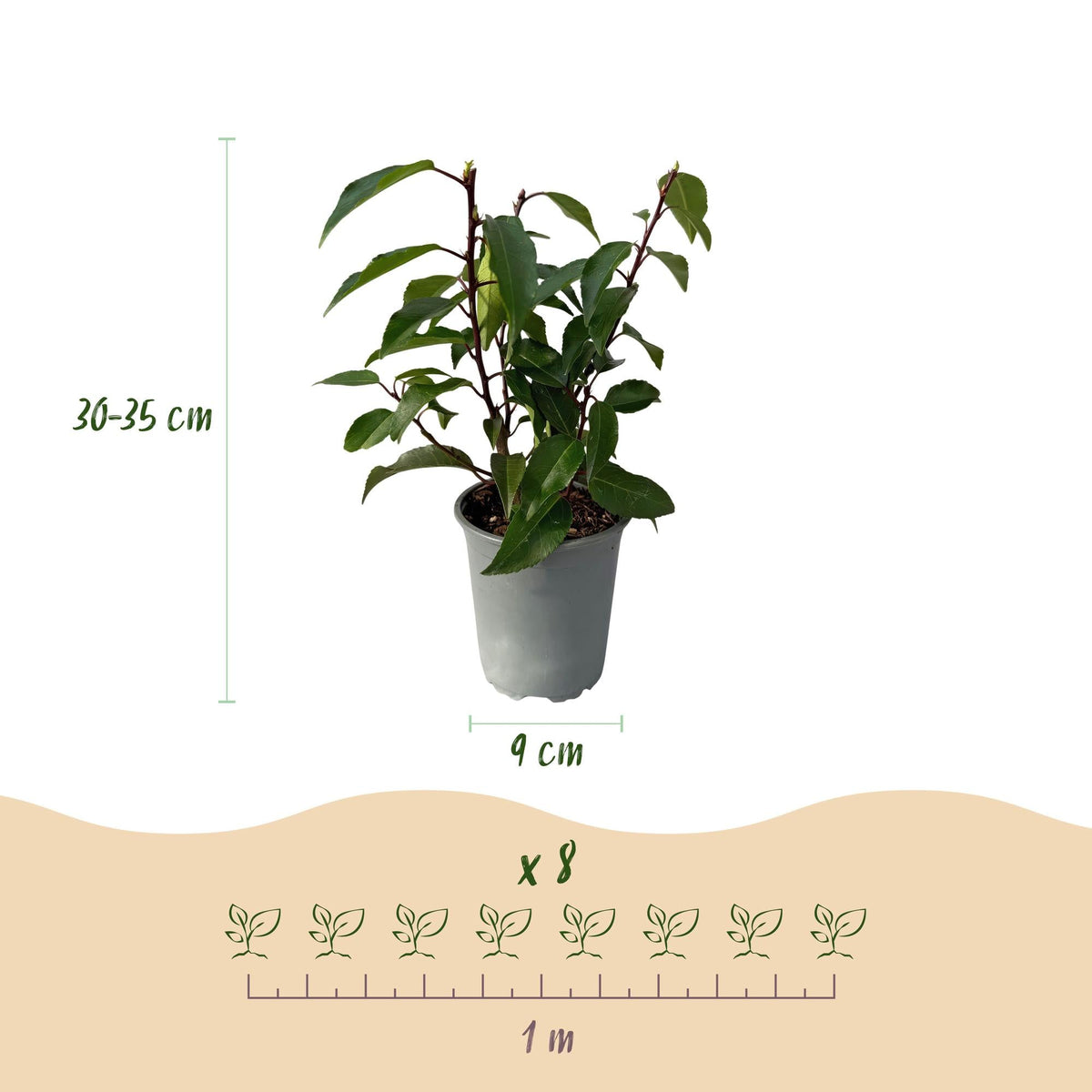 Prunus lusitanica Angustifolia – Chickasa-Pflaume – Immergrüne Heckenpflanze – Blatt Grün – 9 cm x H30–35 cm – pflegeleicht – 8 Pflanzen 