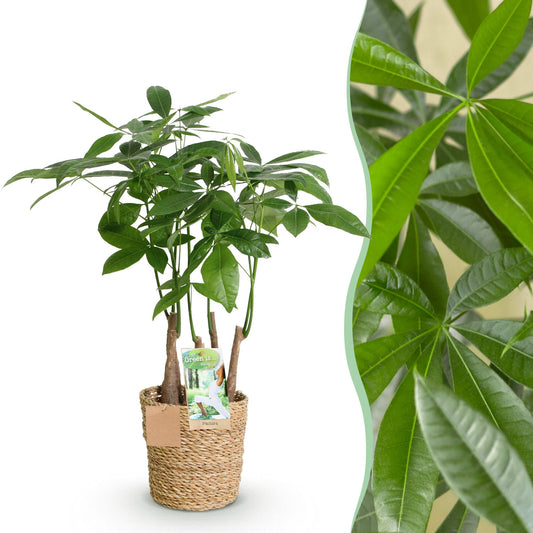 Green boutiQ - Zimmerpflanzen - Pachira Aquatica Mehrstamm - Geldbaum - Wenig Pflege - mit Korb - Grün - 1 Pflanze - Topf 17cm - Höhe 50-55cm 