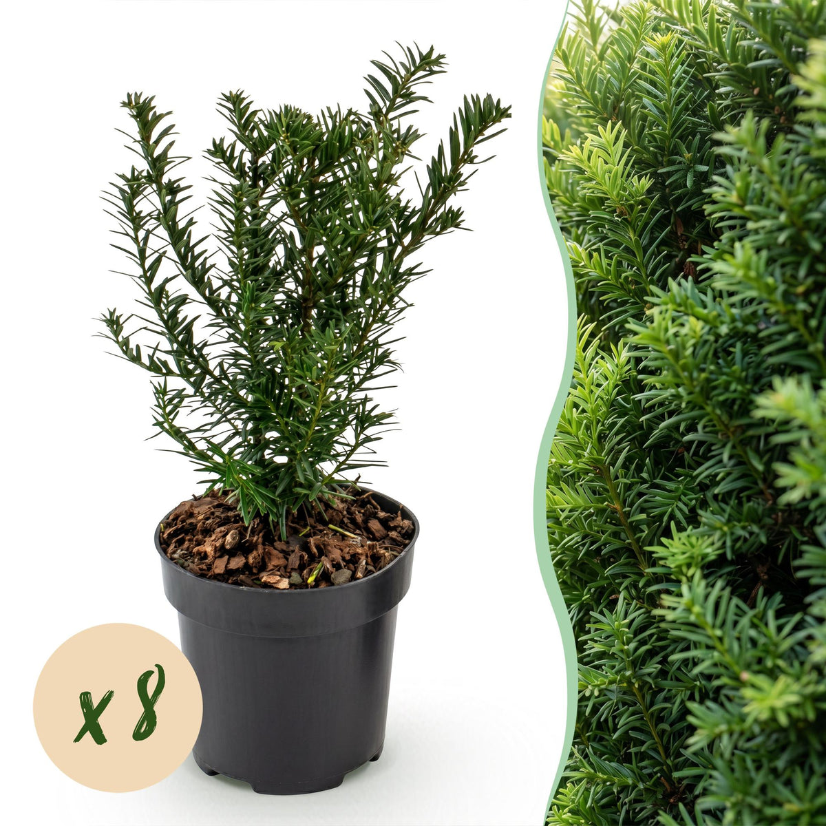 Europäische Eibe – Taxus baccata – 8 Heckenpflanzen – Topf Ø9cm – Höhe 20-30cm – Winterhart & immergrün